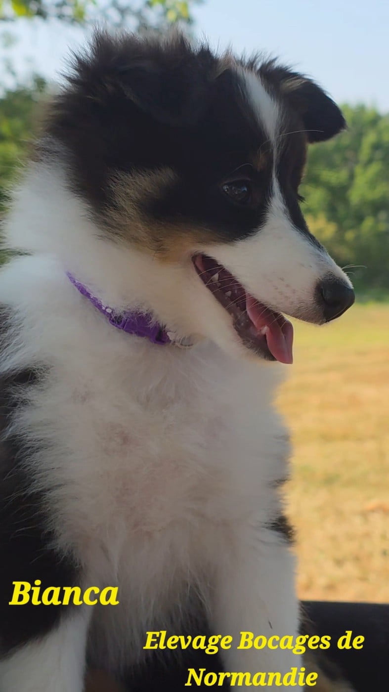 BIANCA