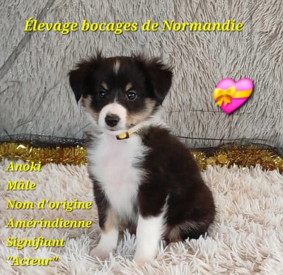 Les chiots de Shetland Sheepdog