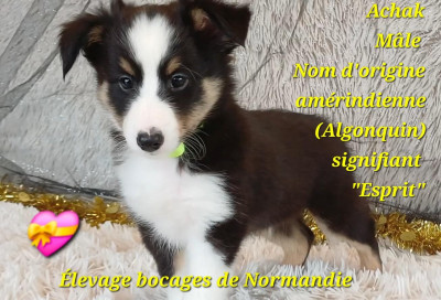 Les chiots de Shetland Sheepdog