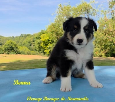 Les chiots de Shetland Sheepdog