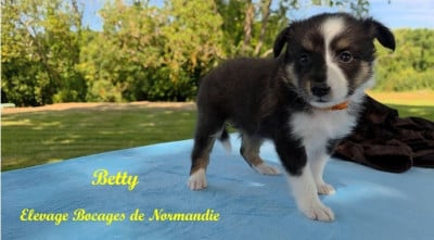 Les chiots de Shetland Sheepdog