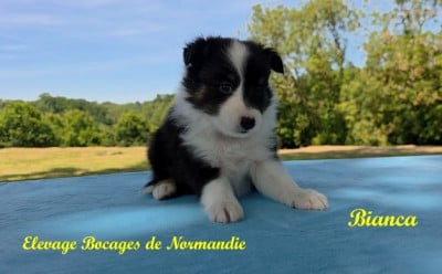 Les chiots de Shetland Sheepdog