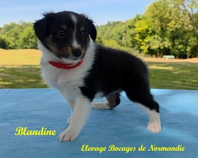 Les chiots de Shetland Sheepdog