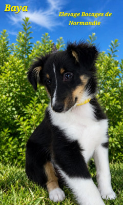 Les chiots de Shetland Sheepdog