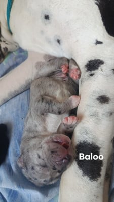 Les chiots de Dogue allemand