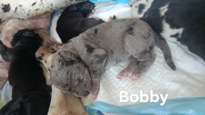 Les chiots de Dogue allemand