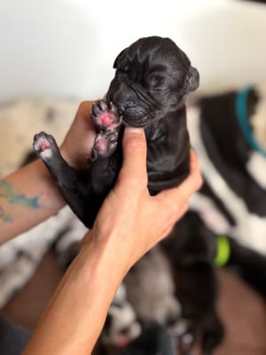 Les chiots de Dogue allemand