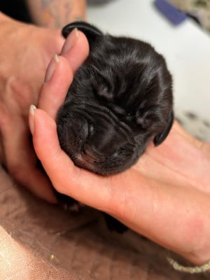 Les chiots de Dogue allemand