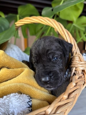 Les chiots de Dogue allemand