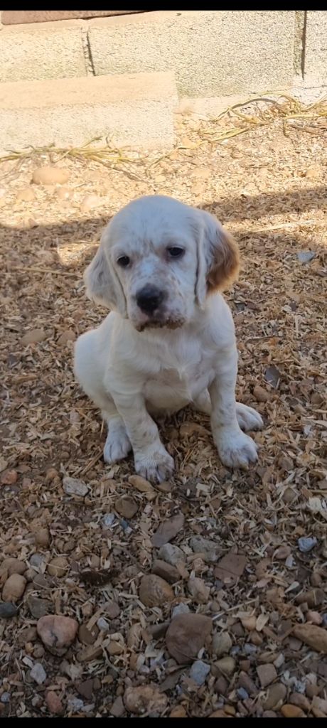 CHIOT 1 - Setter Anglais