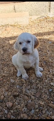 Les chiots de Setter Anglais