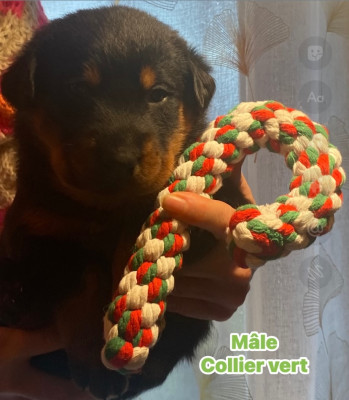 Les chiots de Berger de Beauce