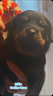 Les chiots de Berger de Beauce