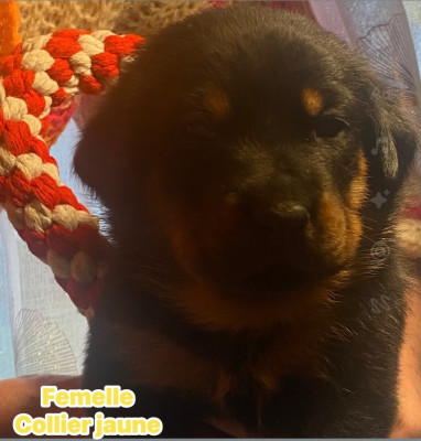 Les chiots de Berger de Beauce