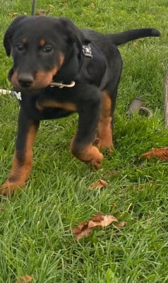 CHIOT 3 - Berger de Beauce