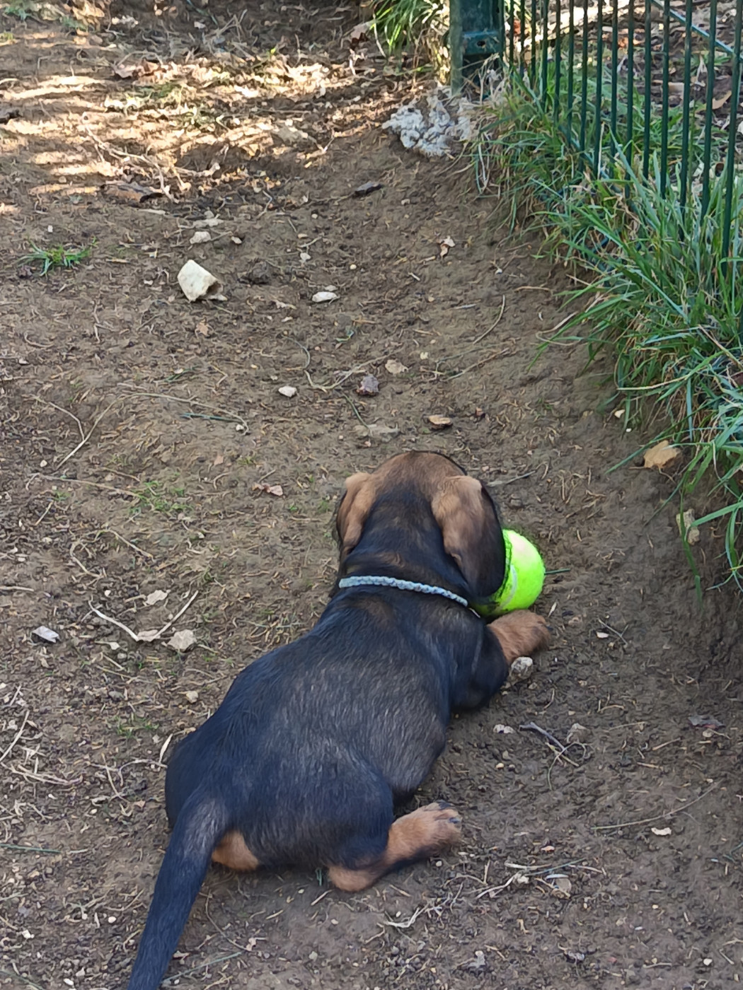 BAXTER DES HAUTS DE LA NOUE