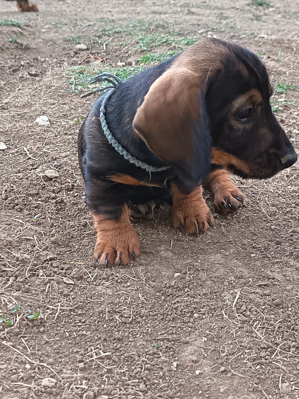 BAXTER DES HAUTS DE LA NOUE