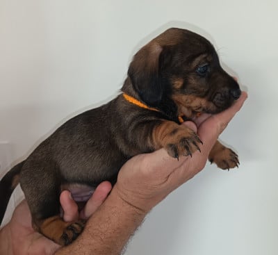 Les chiots de Teckel poil dur