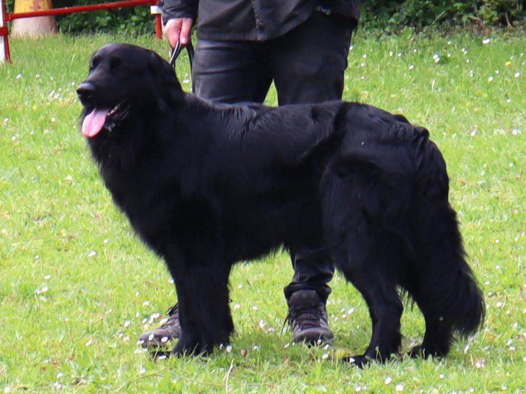 Publication : Des leus altiers