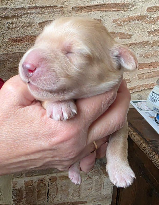 CHIOT 2 EG - Hovawart