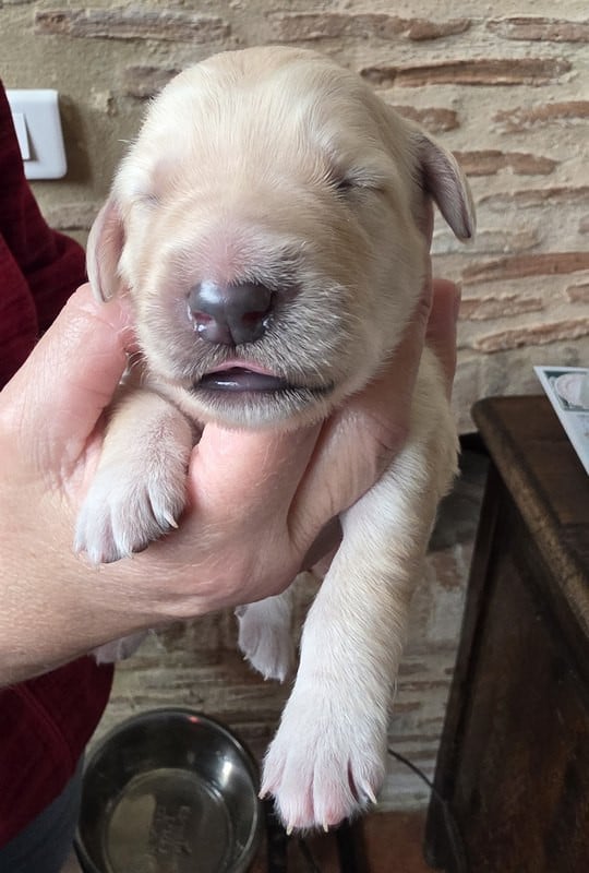 CHIOT 3 FD - Hovawart