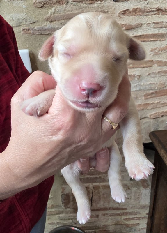 CHIOT 4 FG - Hovawart