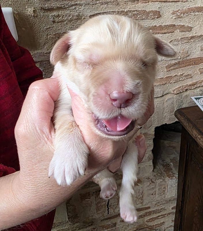 CHIOT 5 Enc - Hovawart