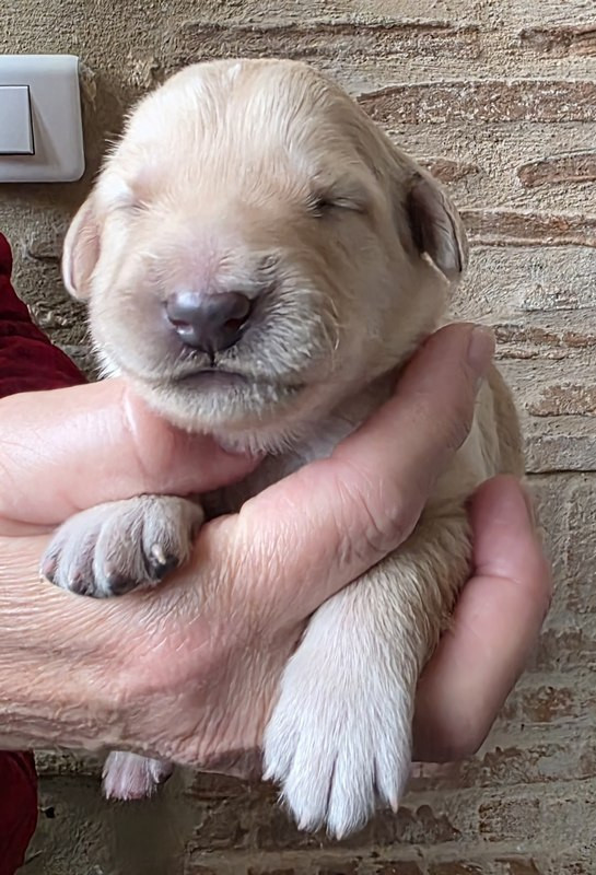 CHIOT 6 CG - Hovawart