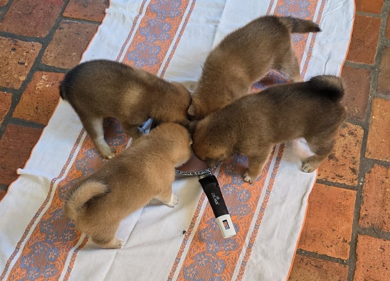 Shiba - Des leus altiers