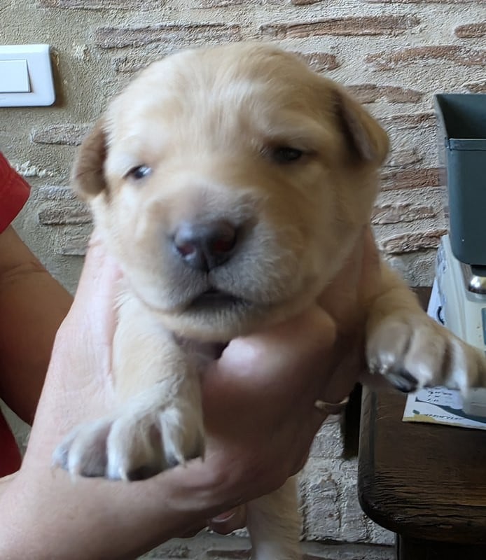 CHIOT 1 ED - Hovawart