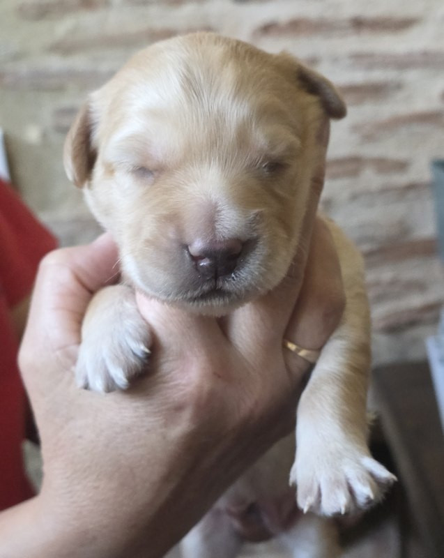 CHIOT 2 EG - Hovawart