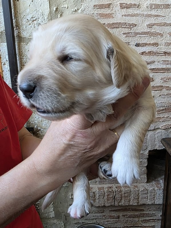 CHIOT 3 FD - Hovawart