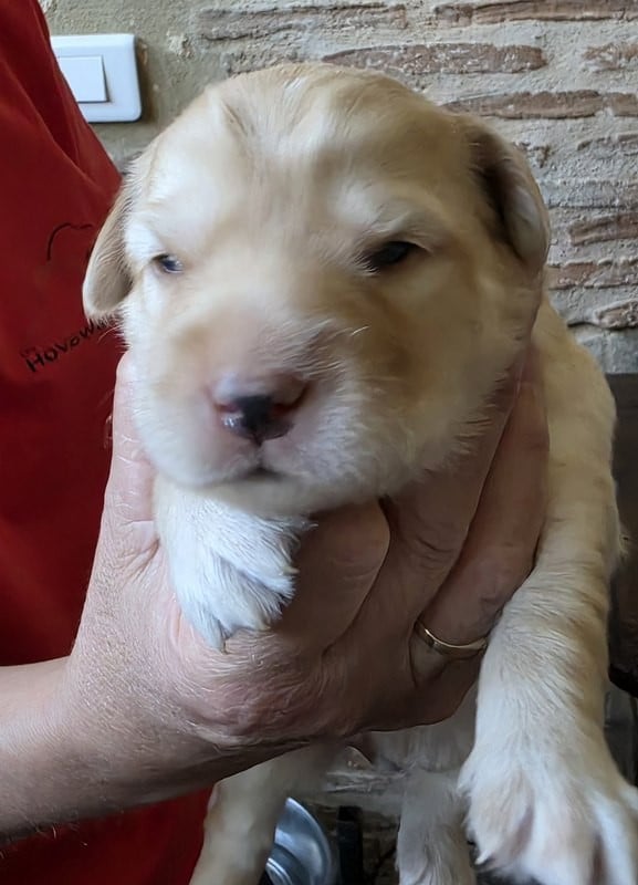 CHIOT 4 FG - Hovawart