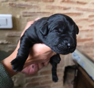 Les chiots de Hovawart