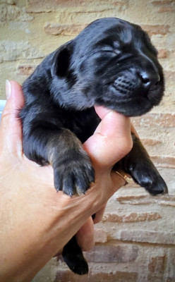 Les chiots de Hovawart