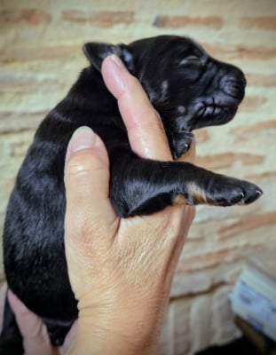 Les chiots de Hovawart