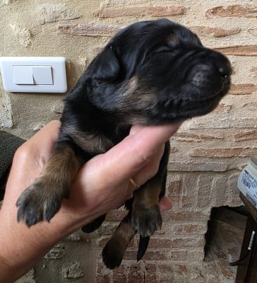 Les chiots de Hovawart