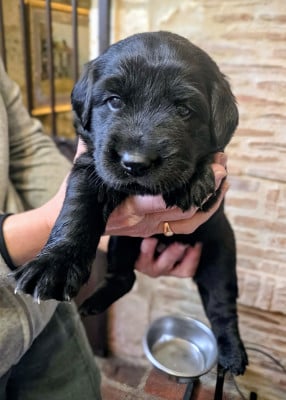 Les chiots de Hovawart