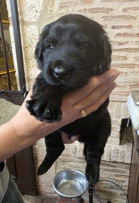 Les chiots de Hovawart