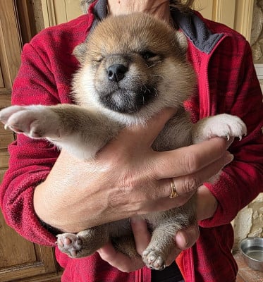CHIOT 2 EG - Shiba