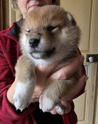 CHIOT 1 ED - Shiba