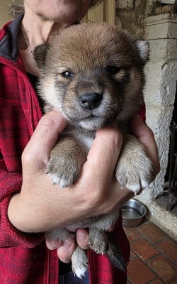 CHIOT 3 CG - Shiba