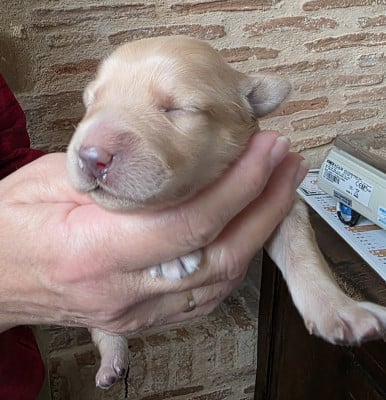 Les chiots de Hovawart