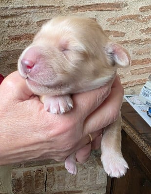 Les chiots de Hovawart