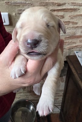 Les chiots de Hovawart