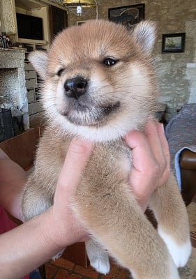 Les chiots de Shiba