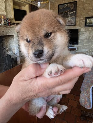 Les chiots de Shiba