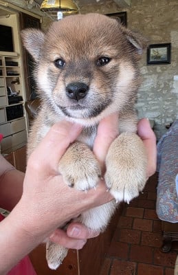 Les chiots de Shiba