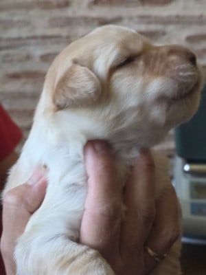 Les chiots de Hovawart