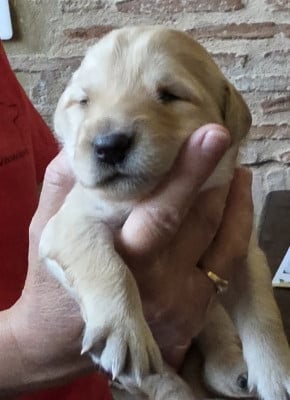 Les chiots de Hovawart